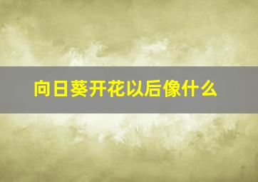 向日葵开花以后像什么