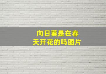 向日葵是在春天开花的吗图片