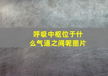 呼吸中枢位于什么气道之间呢图片