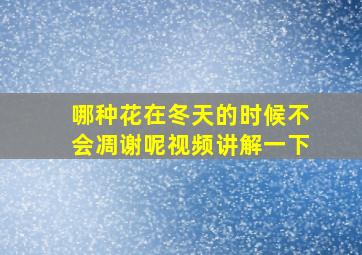 哪种花在冬天的时候不会凋谢呢视频讲解一下