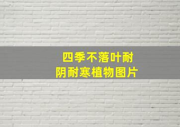 四季不落叶耐阴耐寒植物图片