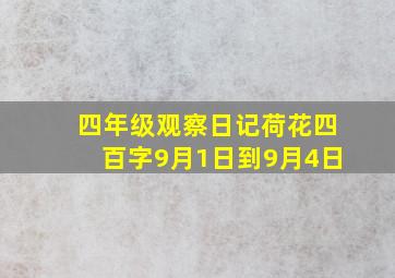 四年级观察日记荷花四百字9月1日到9月4日