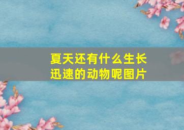 夏天还有什么生长迅速的动物呢图片