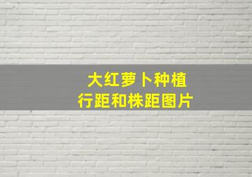 大红萝卜种植行距和株距图片