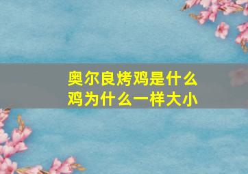 奥尔良烤鸡是什么鸡为什么一样大小