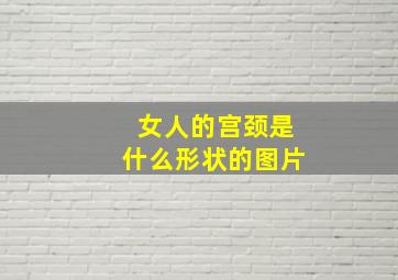 女人的宫颈是什么形状的图片