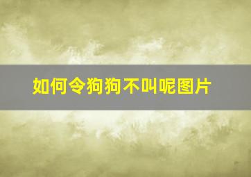 如何令狗狗不叫呢图片