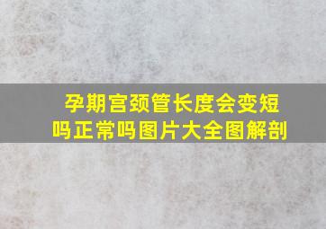 孕期宫颈管长度会变短吗正常吗图片大全图解剖