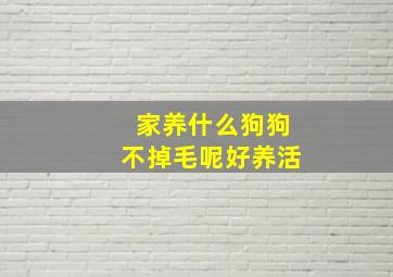 家养什么狗狗不掉毛呢好养活