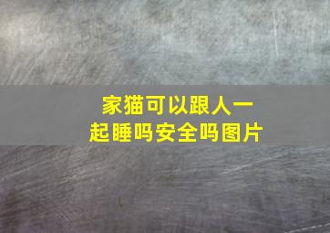 家猫可以跟人一起睡吗安全吗图片