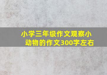 小学三年级作文观察小动物的作文300字左右