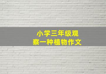 小学三年级观察一种植物作文