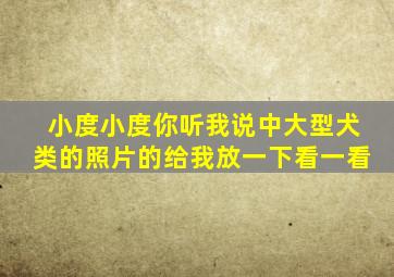 小度小度你听我说中大型犬类的照片的给我放一下看一看