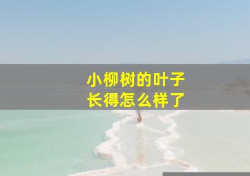 小柳树的叶子长得怎么样了