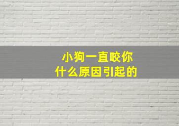 小狗一直咬你什么原因引起的