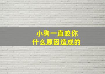 小狗一直咬你什么原因造成的