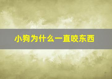 小狗为什么一直咬东西