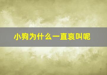 小狗为什么一直哀叫呢