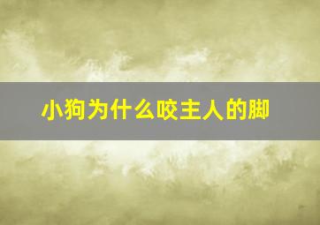 小狗为什么咬主人的脚