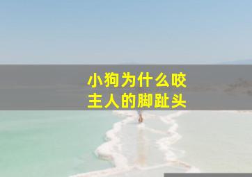 小狗为什么咬主人的脚趾头