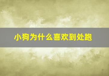 小狗为什么喜欢到处跑