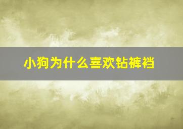 小狗为什么喜欢钻裤裆