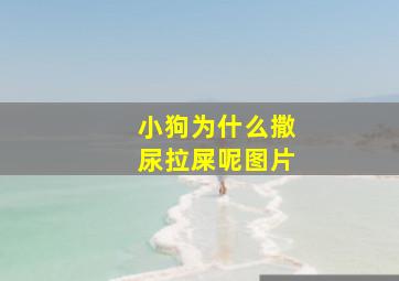 小狗为什么撒尿拉屎呢图片