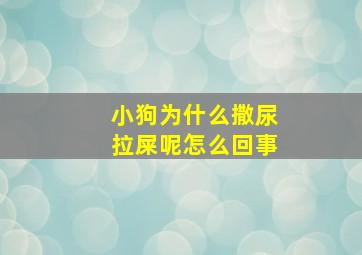 小狗为什么撒尿拉屎呢怎么回事