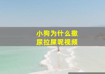 小狗为什么撒尿拉屎呢视频