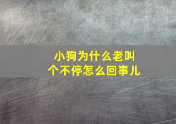 小狗为什么老叫个不停怎么回事儿