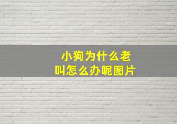 小狗为什么老叫怎么办呢图片