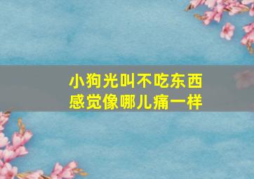 小狗光叫不吃东西感觉像哪儿痛一样