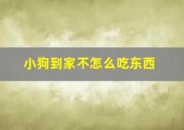 小狗到家不怎么吃东西