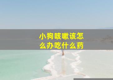 小狗咳嗽该怎么办吃什么药