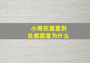 小狗在屋里到处都尿是为什么