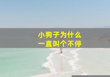 小狗子为什么一直叫个不停