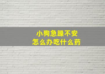 小狗急躁不安怎么办吃什么药