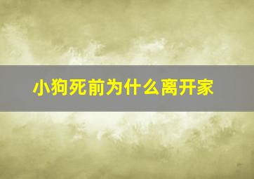 小狗死前为什么离开家