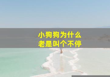 小狗狗为什么老是叫个不停