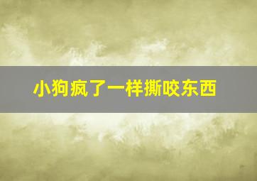 小狗疯了一样撕咬东西