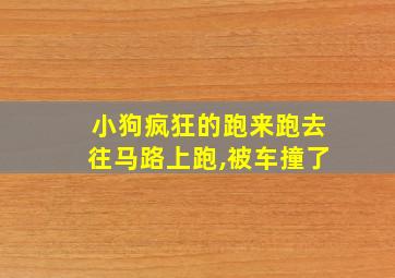 小狗疯狂的跑来跑去往马路上跑,被车撞了