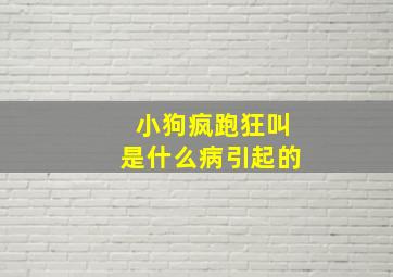 小狗疯跑狂叫是什么病引起的