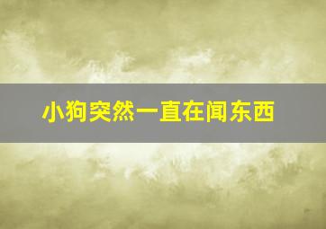 小狗突然一直在闻东西