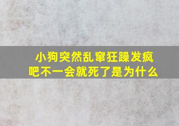 小狗突然乱窜狂躁发疯吧不一会就死了是为什么