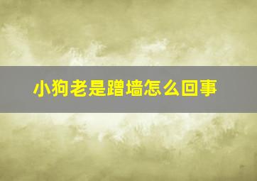 小狗老是蹭墙怎么回事