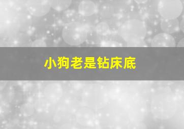 小狗老是钻床底