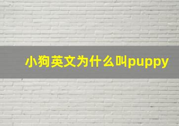 小狗英文为什么叫puppy