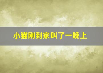 小猫刚到家叫了一晚上