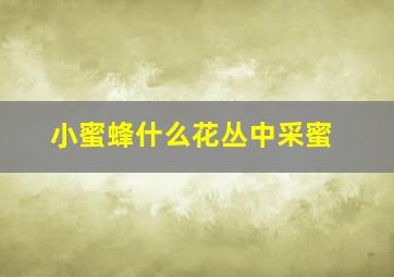 小蜜蜂什么花丛中采蜜