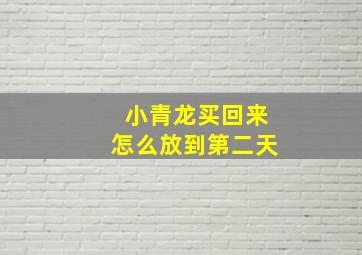 小青龙买回来怎么放到第二天